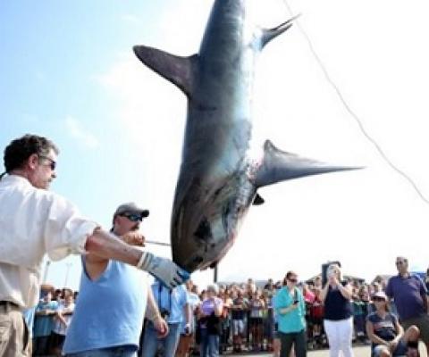 A shark is weighed in New Bedford, Massachusetts, as part of the North Atlantic Monster Shark Tournament. Recreational shark hunting accounts for a growing proportion of shark catches. Credit: Maddie Meyer/Getty