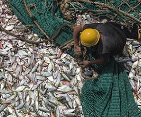 A fisherman on the Fu Yuang Yu 380, a Chinese fishing boat, in Guinean waters in 2017. Image © Pierre Gleizes / Greenpeace.