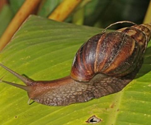 Giant African Snail. Credit - Wikimedia Commons/Charles J Sharp