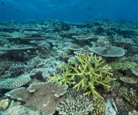 The Global Reef Expedition provided the data needed to model and map coral reef health and resiliency across the South Pacific. Credit - Jurgen Freund/iLC