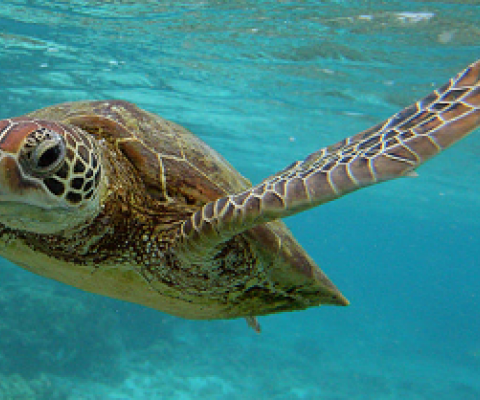 A Hawksbill sea turtle swimming in the water around Lady Elliott Island in the Great Barrier Reef, Australia, a World Heritage protected area.  Credit - MARK KOLBE/GETTY IMAGES.