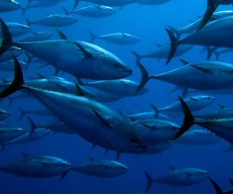 Yellowfin Tuna. Credit - Guido Montaldo, Shutterstock