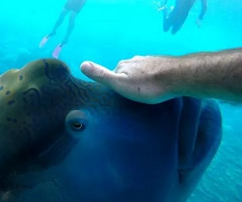 Divers disturbing humphead wrasses' habitat. Credit -  Joel Scanlon / EyeEm / Getty Images
