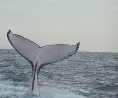 Humpback whale fluke. Credit - Terry Howard, CC BY-SA 3.0