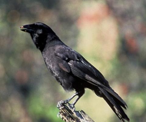  Hawaiian Crow (Corvus hawaiiensis). Credit - US Fish & Wildlife Service