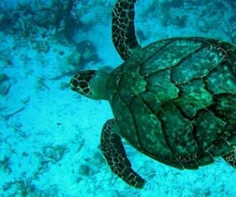 Hawksbill Turtle. Credit - Ecocentric Guy