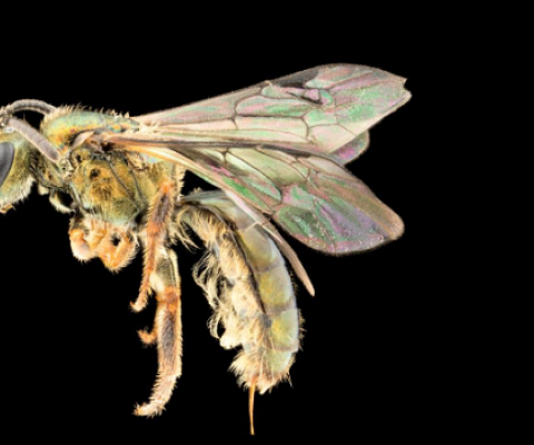 Homalictus terminalis is found only within 95 meters of Mount Batilamu’s peak. Image by James Dorey/Flinders University nature photographer.