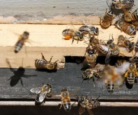 The study also indicates that insects, including bees, are vanishing due to damage to nature. Photograph: Rodrigo Garrido/Reuters