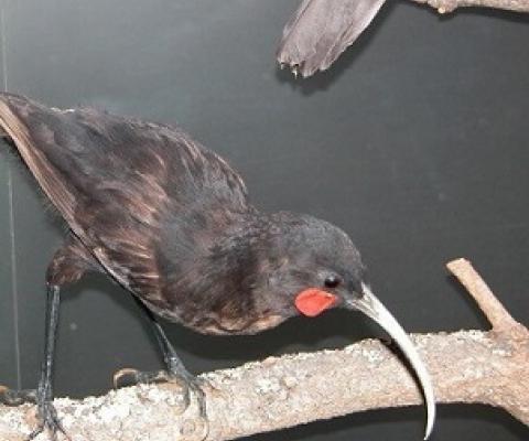 A specimen of a huia, which went extinct in New Zealand, housed in the Auckland Museum. Credit: Professor Tim Blackburn. Photo taken at Auckland Museum.