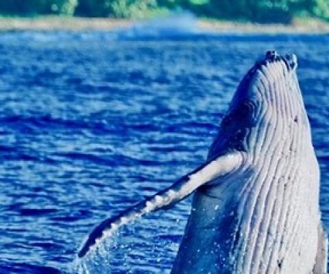 A humpback calf breaching off the coast of Rarotonga. PHOTO: NAN HAUSER. 20090107