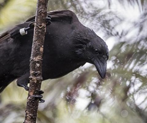 Hawaiian Crow - Alala. Credit - San Diego Zoo Global