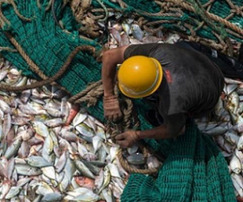 Fisherman on board a Chinese fishing boat hauling the net. Image © Pierre Gleizes / Greenpeace.