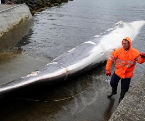The first fin whale of the 2013 whaling season is brought in to Hvalfjord, Iceland, just outside of Reykjavik. The country's two whaling companies will not hunt this year, and possibly ever again. PHOTOGRAPH BY SIGTRYGGUR JOHANNSSON, REUTERS