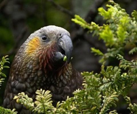 New Zealand Kaka (Nestor meridionalis). Photo: Tomas Sobek / 123rf