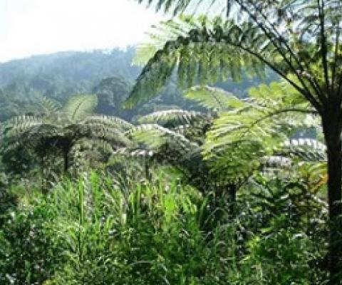 Species-rich tropical forest at Mount Halimun Salak National Park at the island of Java, Indonesia. Credit: Leipzig University / Alexandra Muellner-Riehl