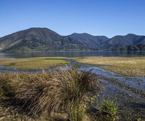 Kenepuru Sound, South Island, New Zealand. Photo: EDS