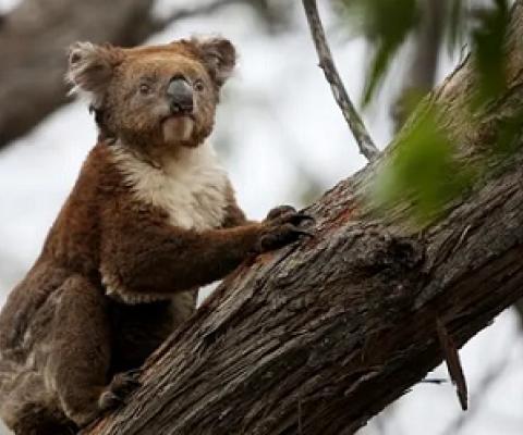 Severe declines in Australia’s koala populations were exacerbated by last summer’s bushfires, environmental groups say. Photograph: Lisa Maree Williams/Getty Images