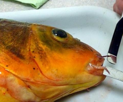 Koi carp - a major risk for Northland's Kai Iwi Lakes Photo: Supplied / Northern Advocate