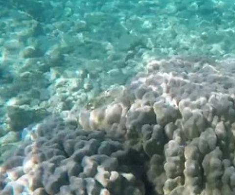 COVID-19 crisis allows Kahalu'u Bay marine life to rest