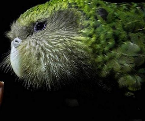 The current habitats for kākāpō are all at capacity. Credit - Bruce Mercer/Stuff