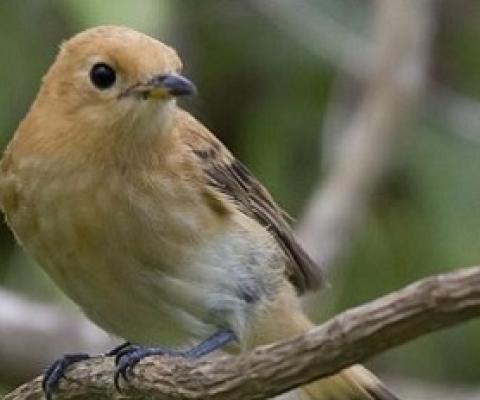 The recovered Kākerōri, also known as the Rarotonga Flycatcher. Credit - https://www.cookislandsnews.com/