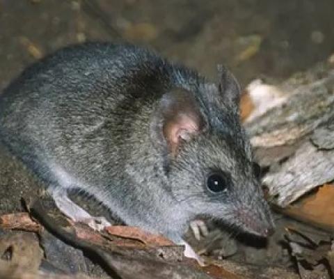 The Kangaroo Island dunnart is among 113 species that need assistance after the bushfires, a government-convened expert panel says. Photograph: Natural Resources Kangaroo Island