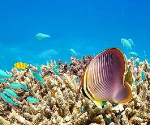 Keeper Reef, Great Barrier Reef, North Queensland, Australia. Image by Workfortravel via Wikimedia Commons (CC BY-SA 4.0).