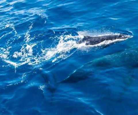 The Kermadec/Rangitāhua Ocean Sanctuary would protect a key resting point for humpback whales migrating between Oceania and Antarctica. Credit - Amelia Connell