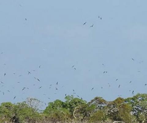 Invasive Species Threaten Globally Important Seabirds in Kiribati. Credit - Ray Pierce