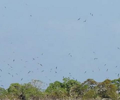 Kiribati Islet and birdlife. Credit - Ray Pierce