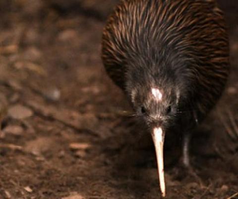 Kiwi bird. Credit - 123RF