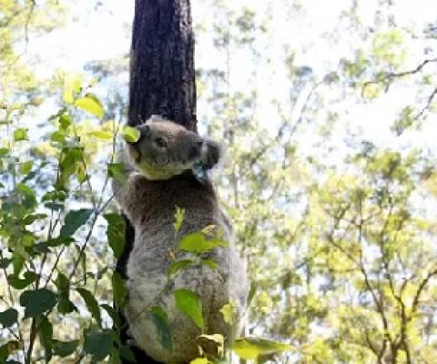 The NSW forestry agency is accused of illegally logging trees in protected areas, including koala habitat. Photograph: Lisa Maree Williams/Getty Images