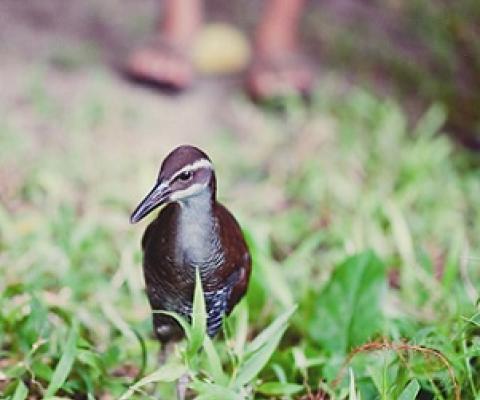 A ko'ko', or Guam rail, is released into the wild in 2010. Credit - Ginger Haddock/Fernbird Photography