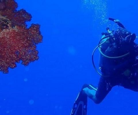 diver during the Southern Lau biodiversity assessment. source - https://fijisun.com.fj/