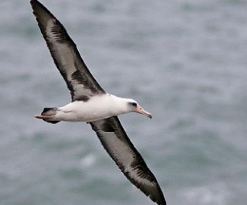 A Lysan Albatross. Credit - www.ebird.org