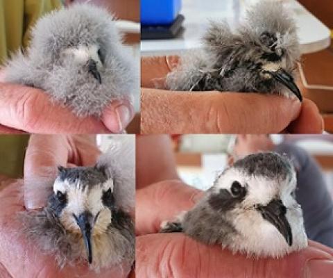 White-faced storm petrel chicks, from very downy to adult plumage. Photo: RNZ / Alison Ballance