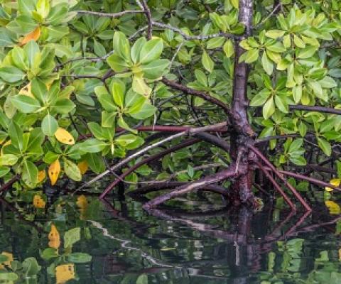Mangroves. Credit - Mwangi Kirubi/TNC
