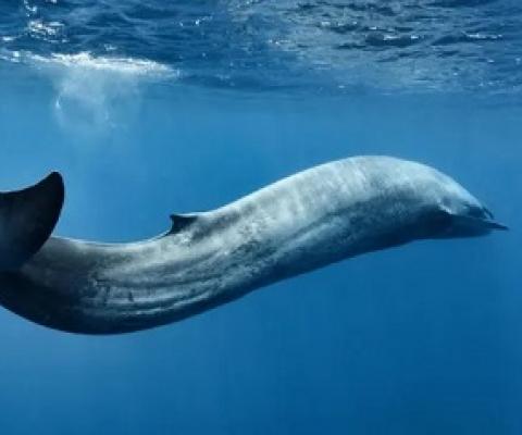 Whales, as well as dolphins and turtles, are especially at risk from eating plastic bags and flexible packaging. Photograph: Nature Picture Library/Alamy Stock Photo