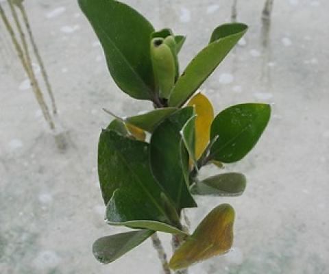 Rhizohpora mangrove in North Tarawa, Kiribati. Credit - V. Jungblut, SPREP