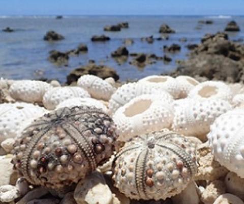 The shells of dead sea urchins washed up on the shore near Avarua. The rapid decline in sea urchins can cause an algal bloom in the future, says Rarotonga-based marine biologist Teina Rongo. PHOTO: Annabelle Phillips