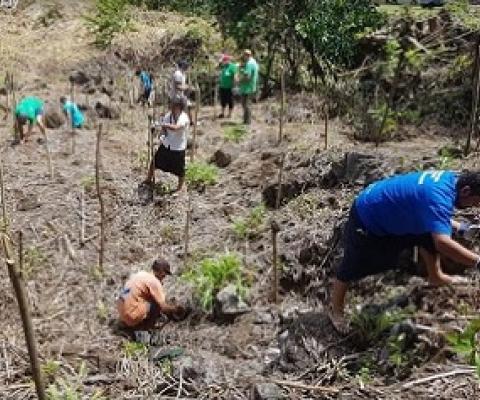 tree planting activities. Credit - https://www.mnre.gov.ws/