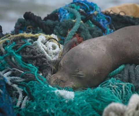 Juvenile Hawaiian Monk Seal. Credit - Matthew Chauvin, Papahānaumokuākea Marine Debris Project (PMDP)