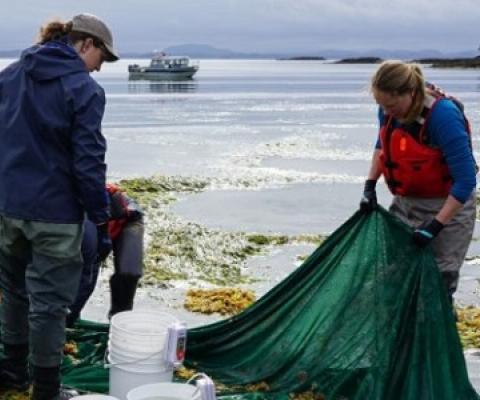 Researchers collect marine organisms from Goose Island as part of a larger project studying the biodiversity along British Columbia’s central coast. Photo - Ocean Networks Canada