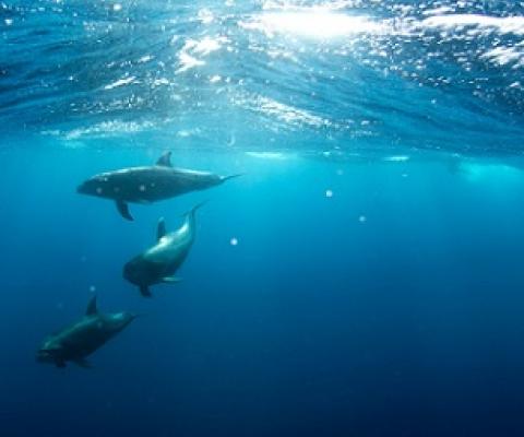 Credit: Unsplash/CC0 Public Domain