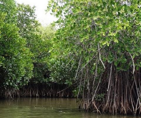 A mangrove forest in Tamilnadu, India. A new study reports that tropical storms can raise nutrient levels in coastal waters, thus improving mangrove health. Credit: Shankaran Murugan, https://commons.wikimedia.org/wiki/File:Mangrove_Forest_in_Pichavaram,_Tamilnadu,_India_-_panoramio_(1).jpg), CC BY 3.0 (https://creativecommons.org/licenses/by/3.0/deed.en)