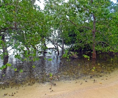 Mangroves, North Efate, Vanuatu. Credit - V. Jungblut