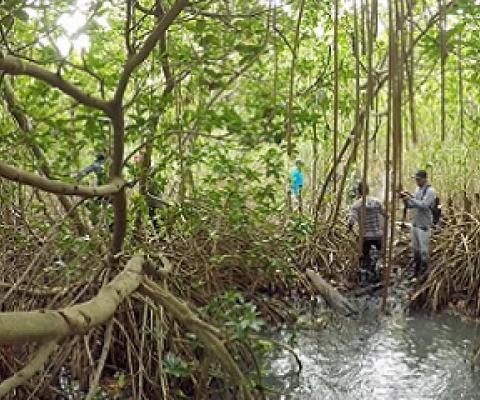 Mangroves with dense roots trap mud more effectively. Credit: Barend van Maanen