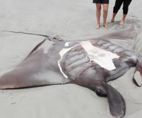 A Manta Ray that washed up on Rawara Beach in the Far North. Photo: Supplied