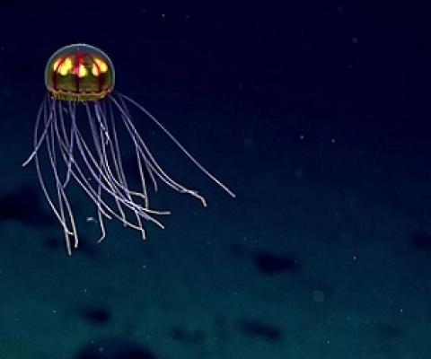 Credit - NOAA