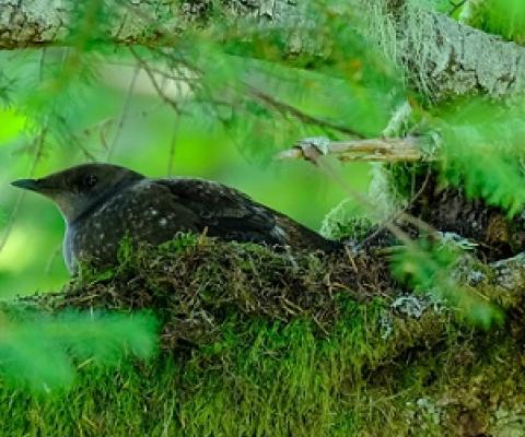 Small brown-speckled seabirds, marbled murrelets have the unusual habit of nesting in the tops of old-growth trees. Photo by Brett Lovelace/Oregon State University